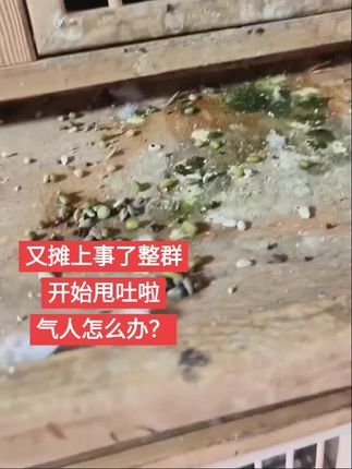 #赛鸽 #鸽子 #鸽
