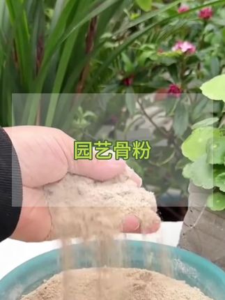 要想花开的好,骨粉肯定少不了,它里面含有大量的钙、磷元素,可以促进植物花芽分化,开花又多又艳丽。#园艺骨粉 #骨粉 #骨粉肥料 #骨粉花肥 #养花小知识