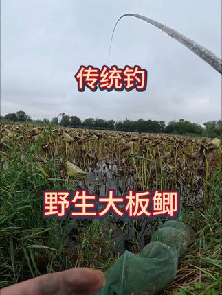 传统钓,野钓大板鲫,就是天气太冷了,受不了!#原来钓鱼才是抖音运动顶流 #dou是钓鱼人 #抖音流量扶持 #钓鱼的乐趣只有钓鱼人懂