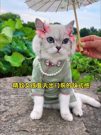 小西米是只淘气喵