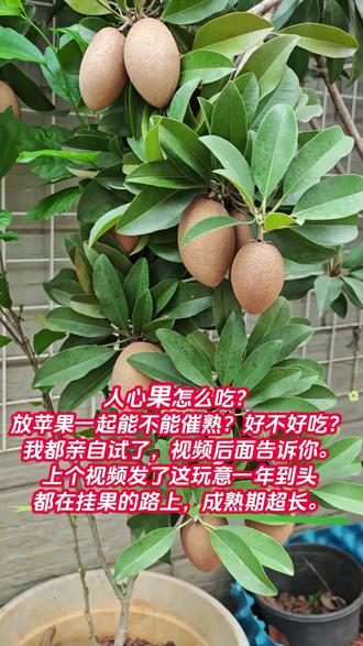 人心果怎么吃才好吃?
放苹果催熟行不行?我亲自试了!
好不好吃?视频后面告诉你答案!
上条视频说过,这棵树一年到头都在挂果,成熟期超长,真的太高产了!
#果树种植 #10亿流量扶持计划 #创作者中心 #创作灵感 #退休生活