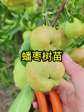 蟠枣树苗特大香甜无核南方北方新品种植盆栽地栽阳台庭院当年结果#蟠枣树苗 #优质农产品 #果苗种植 #三农