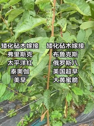 矮化大樱桃树苗#樱桃苗 #果树苗