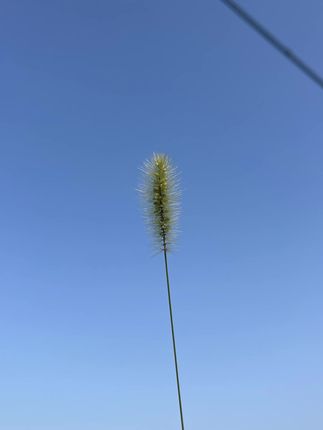 五香萝卜干 #萝卜干 #五香萝卜干 #地方特色美食