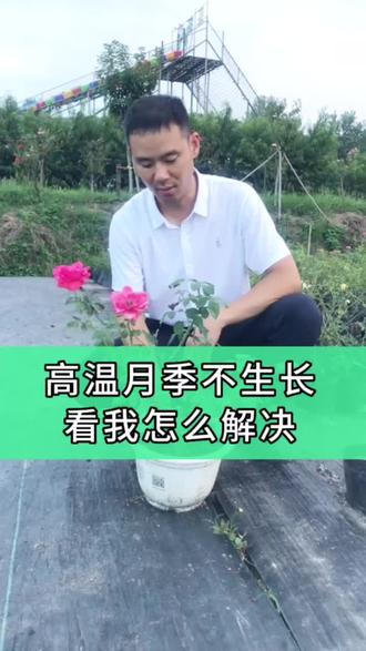 夏季高温这样做可促进月季开花#月季养护 #月季