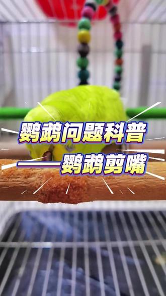 鹦鹉问题科普——鹦鹉剪嘴 #鹦鹉剪嘴 #鹦鹉嘴巴长 #萌宠出道计划 #鹦鹉 #牡丹鹦鹉