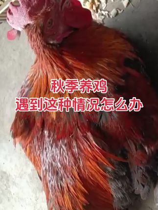#鸡打蔫 #鸡不吃 #鸡没精神 #鸡呼噜