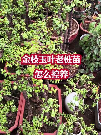 #金枝玉叶的养护#金枝玉叶#金枝玉叶怎么养#花卉绿植 #绿植盆栽