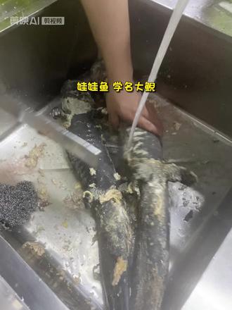 娃娃鱼湖南张家界特色美食#人工繁殖