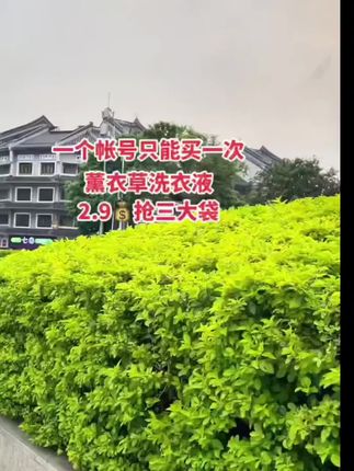 #薰衣草洗衣液 #污渍轻松去除 #超便宜超划算 #洗护好物 #洗衣服就靠它了