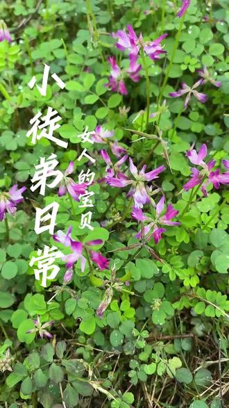 我替大家试过了!还不错,如果你的家乡有紫云英,可以试试!#植物科普 #非遗 #日常vlog