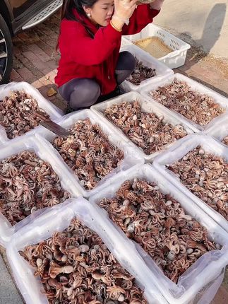 满黄八爪鱼,鲜活三斤煮一斤,无沙无泥,各个满黄 #开开心心很简单 #我们的好运相伴 #福运财源滚滚来