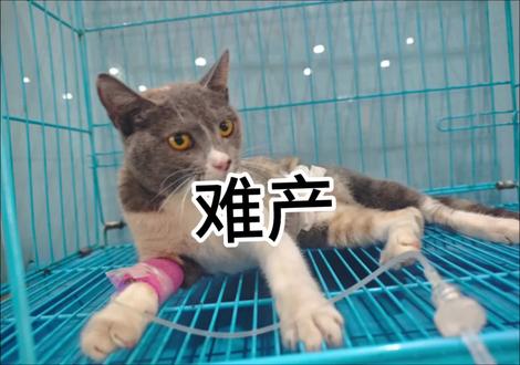 难产 #难产,死胎,#猫咪生产#破羊水怎么办 #破羊水
从破羊水难产到死胎也就三个小时候左右,若在家有生产迟迟不生不要盲目等待,及时就医