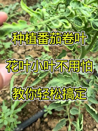种植番茄卷叶小叶轻松解决。#种植西红柿 #三农