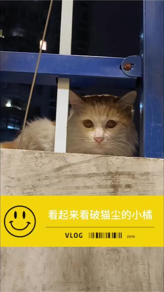 转角一抬头偶遇安静的长毛橘白,随手可以骗猫的春天提前来了🤗#流浪猫 #关爱流浪猫