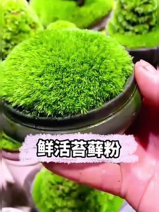往花盆吸水石上随手一撒,没几天就冒出绿油油、毛茸茸的苔藓世界~#微景观 #造景 #苔藓微景观 #盆景 #花卉绿植