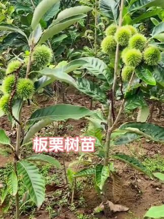 嫁接大红袍板栗苗:盆栽地栽皆可丰产精心嫁接的大红袍板栗苗来啦!采用优质砧木嫁接技术,保留母本优良性状,让你更快收获饱满香甜的板栗, 当年嫁接当年就能见果,满枝饱满的红褐色板栗,蒸熟后粉糯香甜,自家种植吃得更安心。现在种下,秋冬就能收获这份自然馈赠~#优质农产品 #板栗树苗 #板栗树苗种植 #嫁接苗#无限回购的宝藏单品
