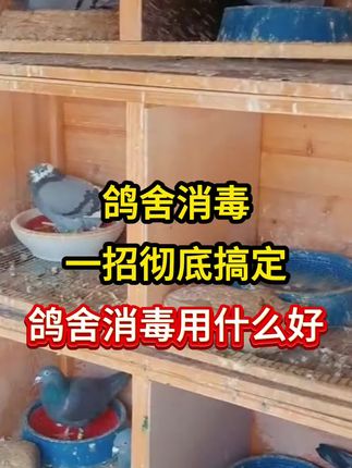 鸽舍消毒一招彻底搞定 #鸽舍消毒 #鸽舍消毒用什么 #养鸽消毒 #鸽舍消毒专用药