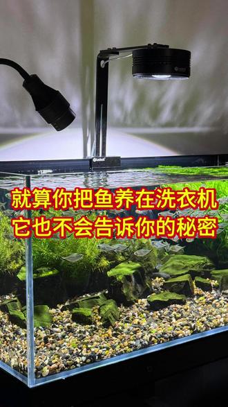 就算你把鱼养在洗衣机里,它也不会告诉你的秘密 #养鱼知识 #养鱼新手 #养鱼日记