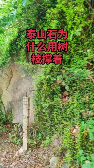泰山这种习俗叫支山腰(撑腰木、撑山棍),是泰山传承很久的登山祈福民俗,不是真靠细树枝顶住巨石。
三个主要寓意:
1. 保腰腿安康(最普遍)
老话:木棍支山,腰腿不酸。树枝代表人的腰,帮大山撑住石头,许愿自己、家人腰不疼、腿脚硬朗、爬山不累、到老不驼背。
2. 求有靠山、诸事顺遂
我为山撑腰,山做我靠山。借泰山灵气,祈愿生活、工作遇贵人扶持,遇事有依靠、家运兴旺。
3. 以木代香敬山神
古时山上不方便带香火,随手捡树枝插石缝代替上香,祭拜泰山山神,保佑登山平安顺遂。
小常识:
石头是天然稳固的,细树枝撑不住巨石;古时候山民也靠木棍形变,观察岩石有没有松动,用来预判落石风险。