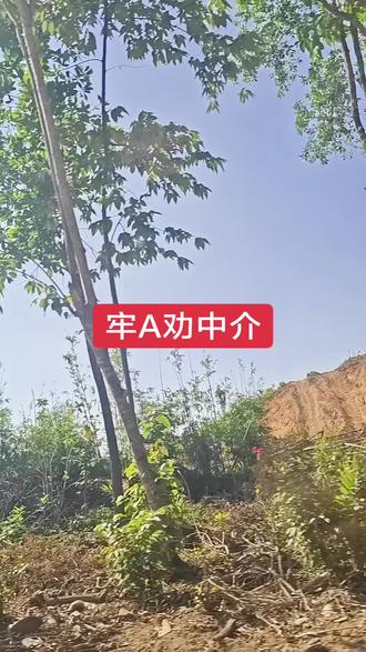 牢A#美国#中介#留学#牢A#斯奎奇大王