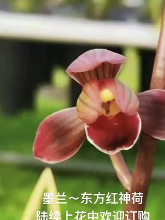 墨兰~东方红神荷 陆续上花中欢迎订购#兰花#兰花种植