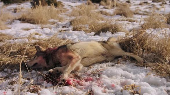 30岁左右,仿佛一夜之间读懂了人生密码。原来人性最深的底色,终究是自私与孤独。明白了这点,便不再向外索求,不再依赖任何人,也不再高估自己在他人心中的位置:别人靠近你,是因为你有价值;远离你,是因为你不再重要。人生不过是一场体验。上学、工作、婚姻、失败与迷茫,甚至疾病与死亡,都只是旅途中的风景。接受一切的发生。我们这一生最该学会的,不是挣钱,也不是打扮自己,而是无论遇到多大的风雨,都能让自己快乐起来的能力。出生无法选择,婚姻需要运气,唯一能掌控的,就是调整自己情绪的能力。常言道:雪怕太阳,草怕霜,人怕没钱,情怕伤。所以,别抱怨世界冷漠,努力提升自己,才是唯一的出路,人生如戏,我们都是演员,也是观众。演好自己的角色,欣赏自己的表演,