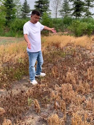 果园、茶园、荒地、田埂房前屋后、公路两边除草就用它,200毫升一桶水定向喷雾打匀打透#精草铵膦铵盐 #精草铵膦铵盐除草剂 #果园除草 #茶园除草 #田埂除草