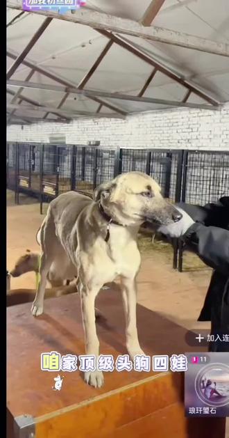 杨四娃保守战绩一千一百多加,实际有一千三四,追风(四娃出征)不空军,绝对是真实的实力不是传说#真实生活分享计划 #杨哥爱玩狗#公益护农#杨四娃