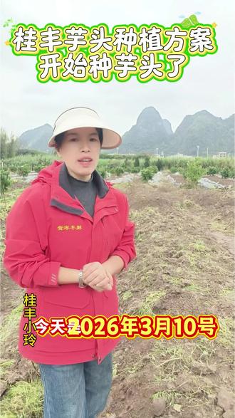 桂丰芋头种植基地开始种芋头了?#桂丰小玲#桂丰芋头种植方案#芋头种植技术#荔浦芋头#记录我的种植生活