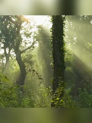 50ml无人区淡香香水,淡雅花果香,名媛约会必备! #名媛香水 #无人区香水 #持久留香 #约会香水 #淡香花果香