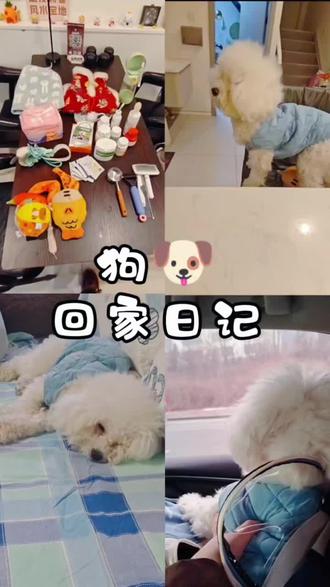 vlog|我也算第一批回家的狗狗了,今开始和麻麻回姥姥家准备过年开启假期模式喽
#萌宠日常记录 #狗狗回家 #狗狗日记 #比熊 #狗狗