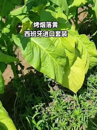 #烤烟种植技术与管理 #花青素钾多肽