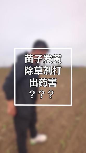 玉米封闭除草剂打出药害怎么办? #玉米封闭除草剂