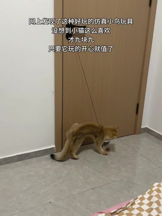 看它玩的开心就值了#猫咪