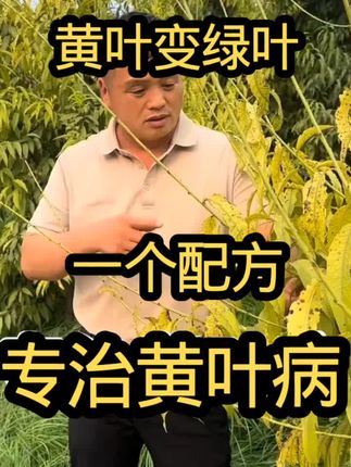 果树黄化一个配方黄叶变绿叶#果树黄化