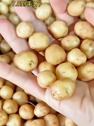 恩施小土豆,可炒可煎可焖饭#土豆#黄心土豆恩施富硒老品种新鲜小土豆,皮薄肉紧,粉糯清香,百吃不厌#土豆 #洋芋 #优质农产品