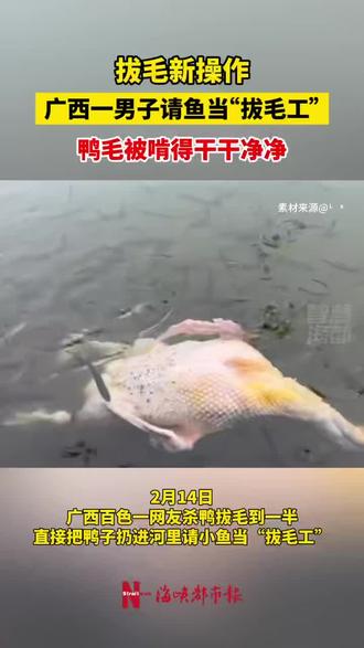 拔毛新操作!广西一男子请鱼当“拔毛工”,鸭毛被啃得干干净净#春节 #拔毛 #搞笑