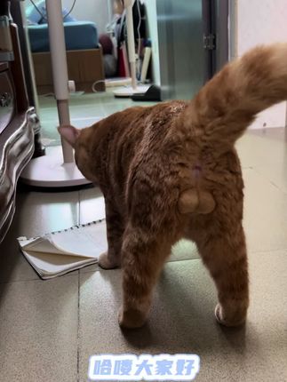 价格实惠猫猫爱上喝水啦.#猫咪自动循环饮水机 #萌宠出道计划 #猫咪爱喝水 #萌宠推荐官