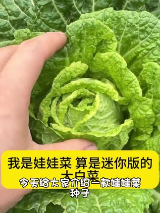 娃娃菜种子小白菜种籽高产黄心娃娃菜种籽小型白菜四季秋冬季蔬菜