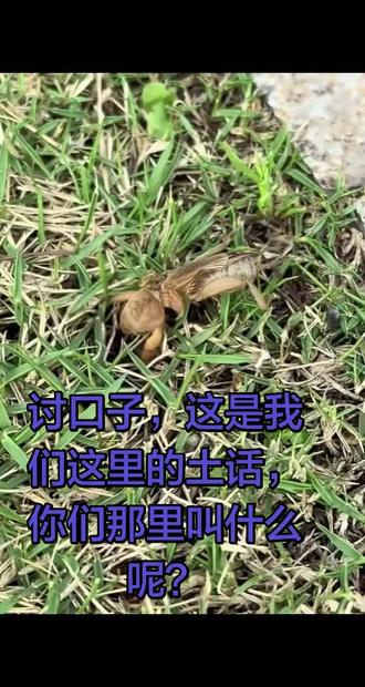讨口子,这是我们这里的土话,你们那里叫什么呢?