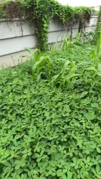 🐮 属牛(丑牛)全属性详解
一、基础五行
- 地支:丑,生肖五行阴土,厚重沉稳、守成踏实
- 本命佛:虚空藏菩萨
- 六合:鼠;三合:蛇、鸡;相冲:羊;相刑:狗
- 幸运色:黄、红、金;幸运数字:2、5、7、9
二、性格优缺点
✅ 优点
踏实勤恳、责任心极强、靠谱守信
- 耐力超强、坚韧抗压、默默深耕、大器晚成
- 顾家忠诚、稳重内敛、不浮躁、做事靠谱长久
❌ 缺点
性子固执倔强,难变通、不爱听劝
- 保守慢热,接受新事物慢,易错过机会
- 不善表达情绪,容易闷着、不懂变通
三、各年份属牛纳音命
1985 乙丑:海中金(金牛)
四、运势总览
事业:稳扎稳打,靠长期努力出头,不投机、晚年享福
- 财运:正财稳、偏财弱,存钱厉害,少有破财
- 感情:专一长情,慢热深情,不善浪漫,家庭和睦
- 健康:脾胃、肠胃、关节易偏弱,少劳累、少熬夜!