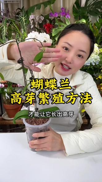 蝴蝶兰高芽繁殖#蝴蝶兰 #蝴蝶兰养护