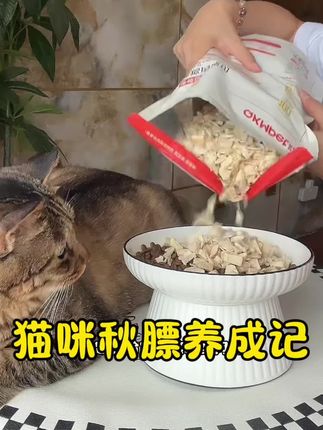 大肥猫是怎么养成的?冻干鸡肉碎直接吃 拌粮吃到手500克,太太太合适了!#吃货猫 #新手养猫 #萌宠好物
