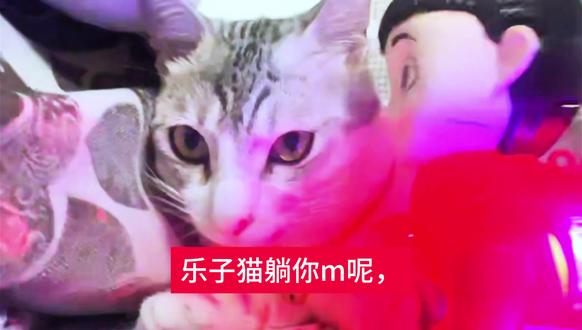 提示猫老弟未嘎蛋😡#最帅猫 #未噶蛋 #乐子猫 #猫老弟