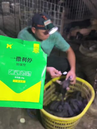 #养猪#养猪人#养猪人加油干#养猪专业户#养猪人