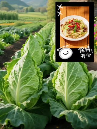 推荐这款牛心甘蓝种苗,它可是蔬菜种植的优质选择。其叶片呈鲜绿色,形状如牛心般修长紧实,株型规整美观。它适应性强,耐寒又耐抽薹,种植过程省心少虫害。成熟后包心紧实,质地脆嫩,生吃清鲜,炒食、腌渍风味俱佳,还富含维生素和膳食纤维。无论是家庭小菜园还是规模种植,现在种上它,不久就能收获满满一茬脆甜可口的牛心甘蓝,为餐桌增添健康美味。#牛心甘蓝 #种苗种植 #健康蔬菜 #家庭种植