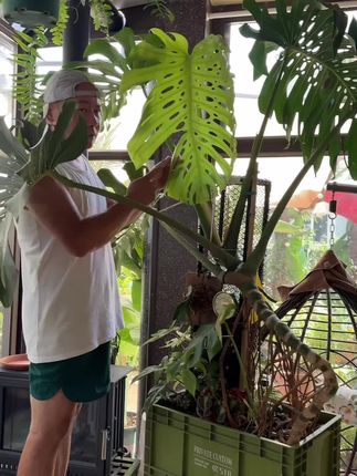 #龟背竹 #龟背竹种植技巧 #园艺绿植 #庭院植物 #生态农业