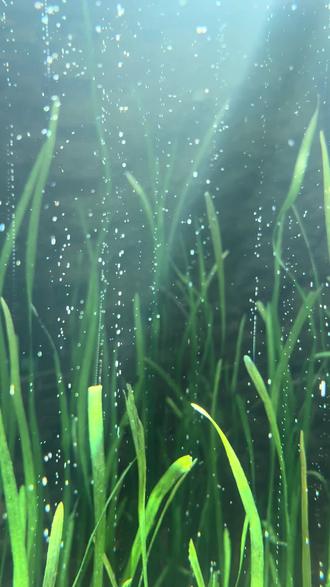 具象化的光合作用#植物生长