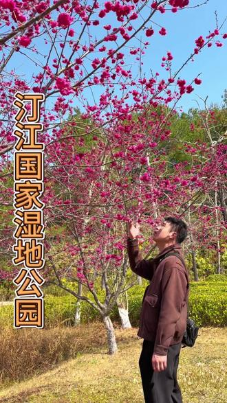 逛完长汀古城,单人票19.9来这走一趟也是不虚此行#春天不能错过的治愈美景 #汀江国家湿地公园 #随走随拍大自然的美无处不在 #樱花季 #抖音新春吃喝玩乐节